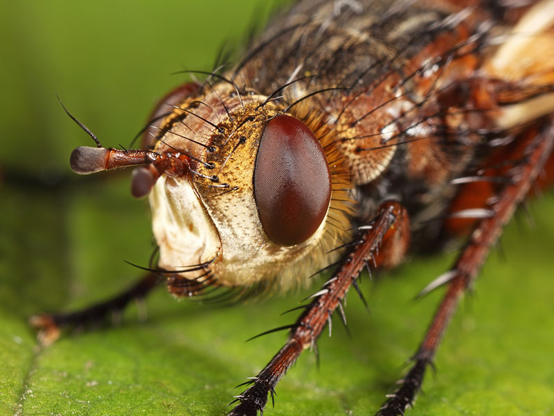 Tachinidae: Tachina magnicornis (female) (2)