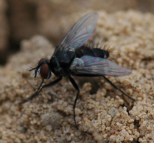 tachinid2_1.jpg