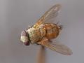 tachinid3_10_t1.jpg