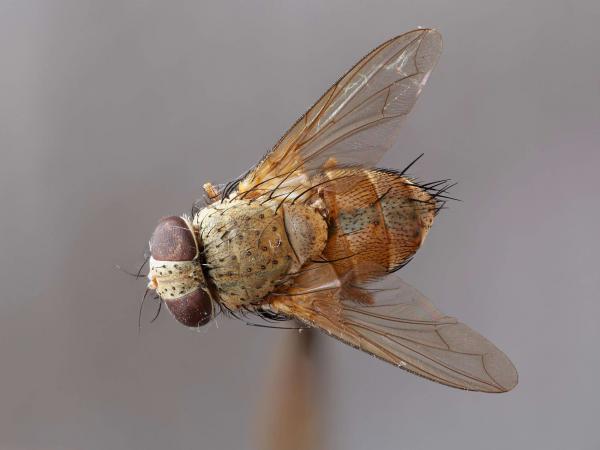 tachinid3_10.jpg