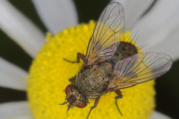 tachinidae-siphona-geniculata2.jpg