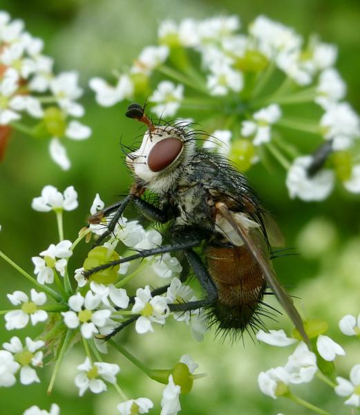 tachinidae2017black3.jpg