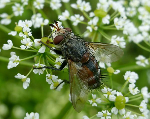 tachinidae2017black3a.jpg