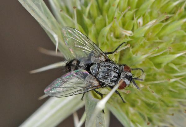 tachinidae_cazorla_03.jpg