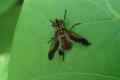 Click to view tachinidae_trichopoda_pennipes_01_t1.jpg