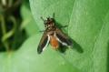 Click to view tachinidae_trichopoda_pennipes_02_t1.jpg