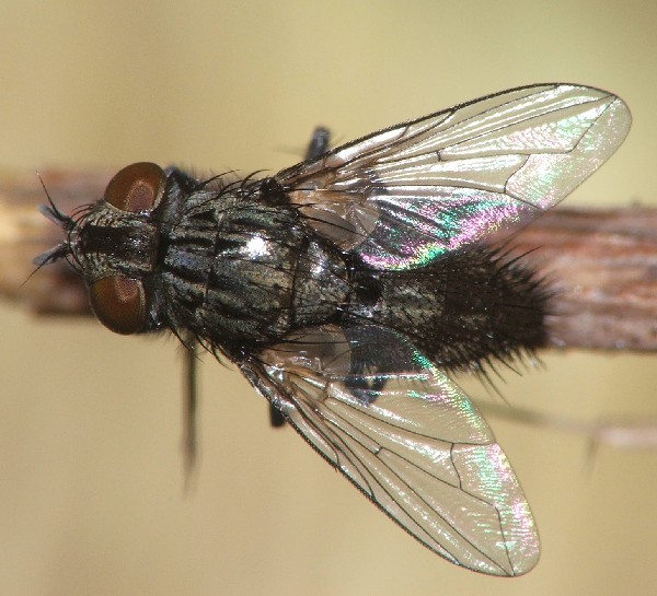 Tachinidae: Buquetia musca (1)