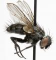 Click to view triarthria_setipennis_jf09-270_t1.jpg
