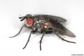Click to view triarthriasetipennis_t1.jpg