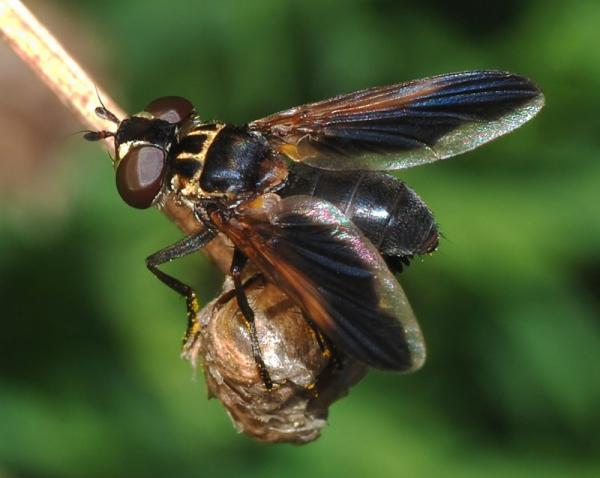 trichopoda.jpg