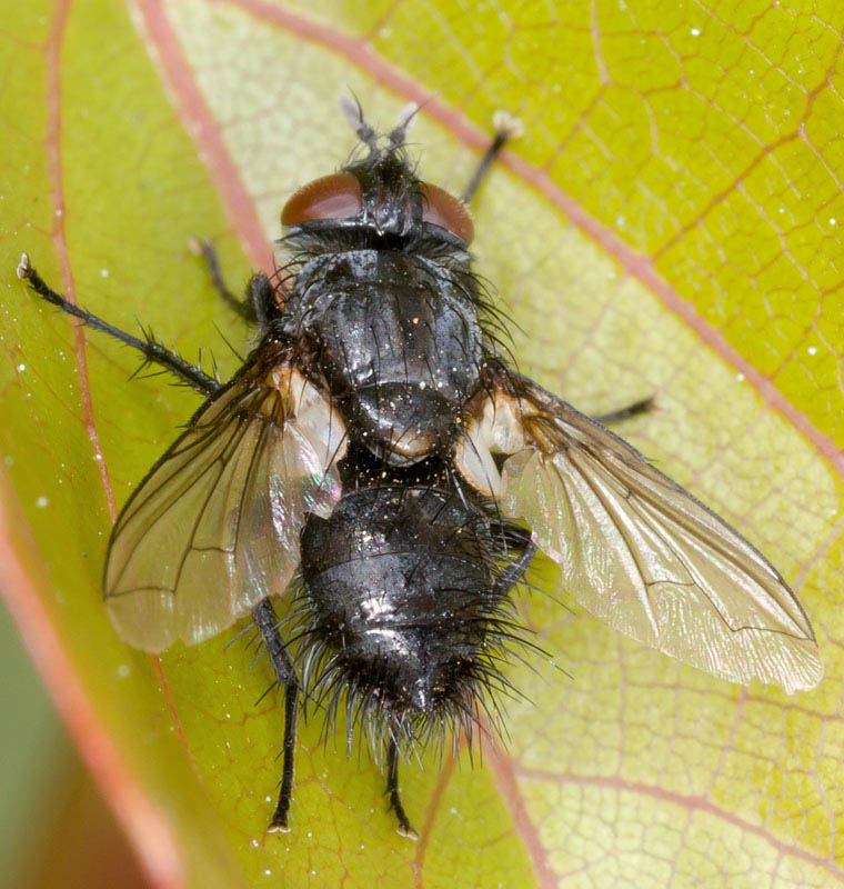 Tachinidae: Tryphera lugubris (female) (3)