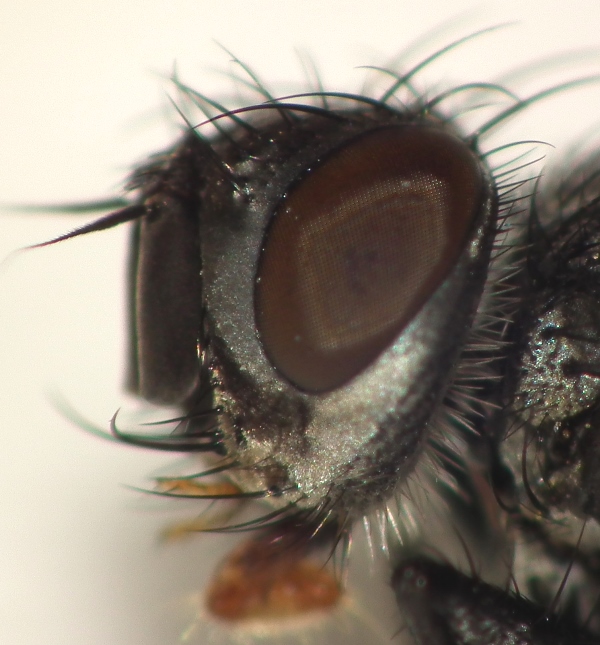 Tachinidae: Vibrissina debilitata (male) (2)
