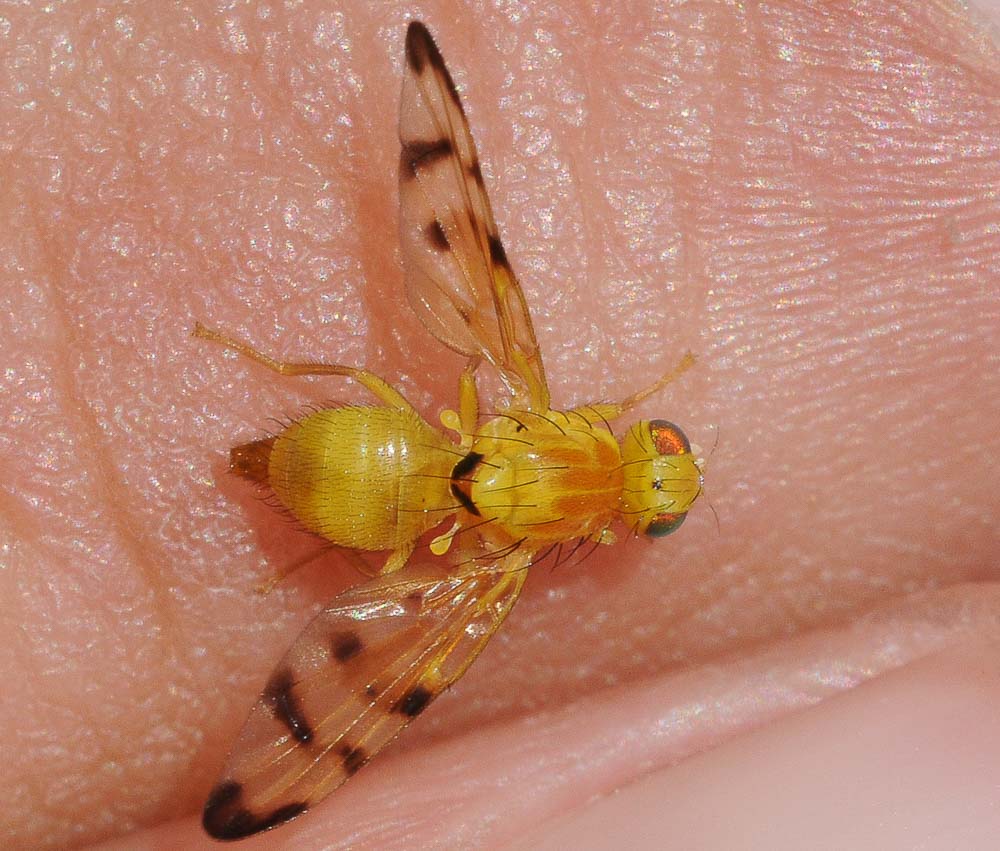 Tephritidae: Trypeta artemisiae (female) (3)