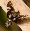 Click to view 061-stenopa-vulnerata_t1.jpg