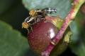 Click to view 20070731_holterberg_rhagoletis_cingulata_4560-2_t1.jpg