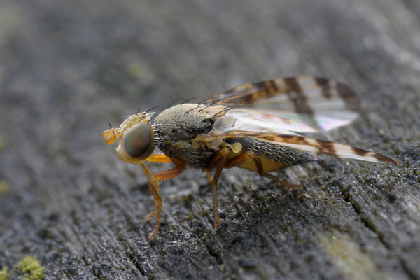 Tephritidae: Sphenella marginata (female) (1)