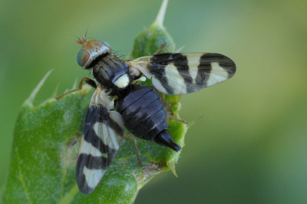 Tephritidae: Urophora cardui (female) (2)