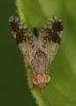 Click to view 827a2265d_tephritis_separata_t1.jpg