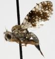Click to view campiglossa_grandinata_t1.jpg