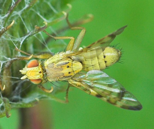 cerajocera_tussilaginis_20090715_worfolk2.jpg