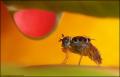 Click to view ceratitis01_t1.jpg