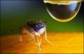 Click to view ceratitis03_t1.jpg