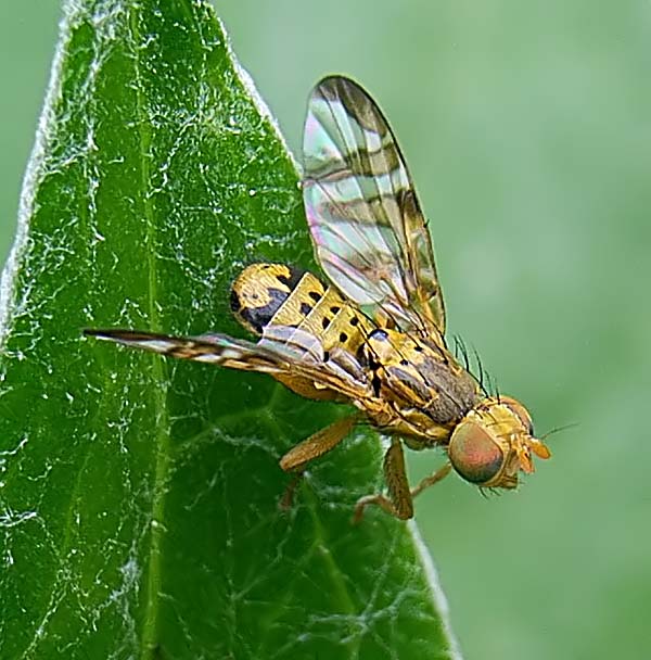 Tephritidae: Chaetostomella cylindrica (male) (1)