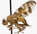 Click to view chetostoma_stackelbergi_t1.jpg