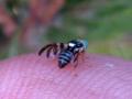 Click to view constrzerzar140910br_t1.jpg
