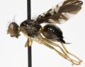 Click to view cryptaciura_rotundiventris_f_t1.jpg