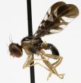 Click to view cryptaciura_rotundiventris_m_t1.jpg