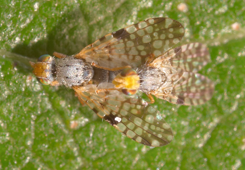 Tephritidae: Campiglossa absinthii (copula) (1)