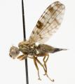 Click to view dioxyna_bidentis_f_t1.jpg
