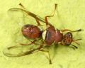 Click to view dorsal1lr_t1.jpg