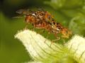 Click to view goniglossum_wiedemanni03bb_1_t1.jpg