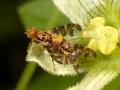 Click to view goniglossum_wiedemanni04b_1_t1.jpg