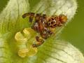 Click to view goniglossum_wiedemanni42b_t1.jpg