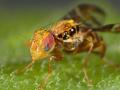 Click to view goniglossum_wiedemanni44bb_t1.jpg
