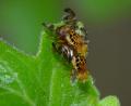 Click to view goniglossum_wiedemanni_mating_1_t1.jpg