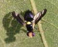 Click to view img_1790s_t1.jpg