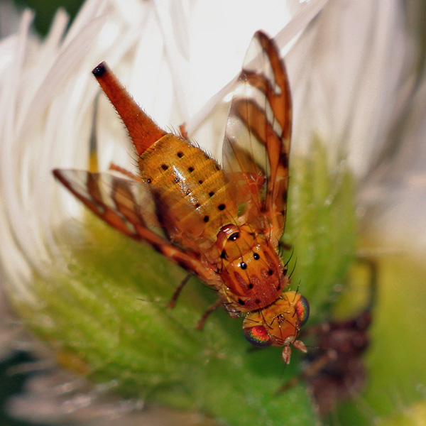 img_7050g_chaetorellia_jaceae.jpg