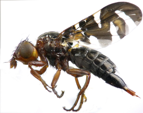 plioreocepta_poeciloptera.jpg