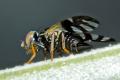 Click to view sphaeniscus_filiolus_2015-06-06_2-4_t1.jpg
