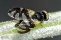 Click to view sphaeniscus_filiolus_2015-06-06_3-4_t1.jpg