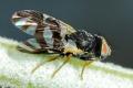 Click to view sphaeniscus_filiolus_2015-06-06_4-4_t1.jpg