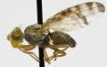 Click to view sphenella_marginata_jf09-3329_t1.jpg