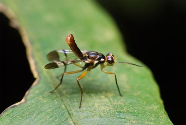 tephritidae_adramini.jpg