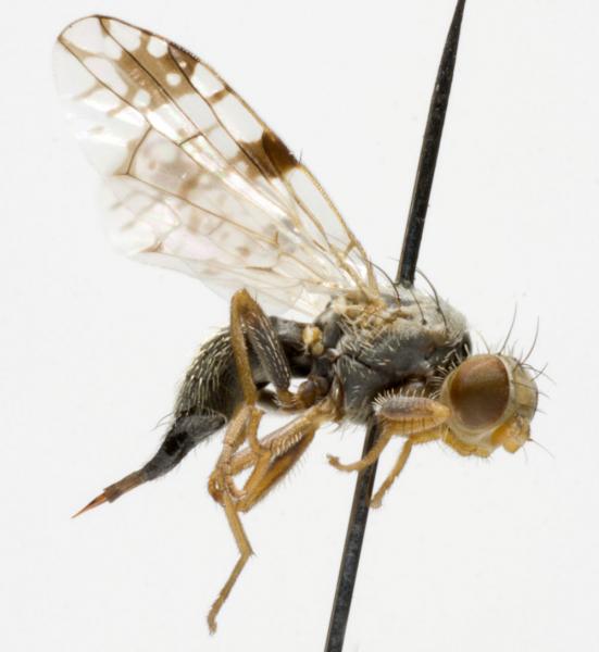 tephritis_angustipennis_f.jpg