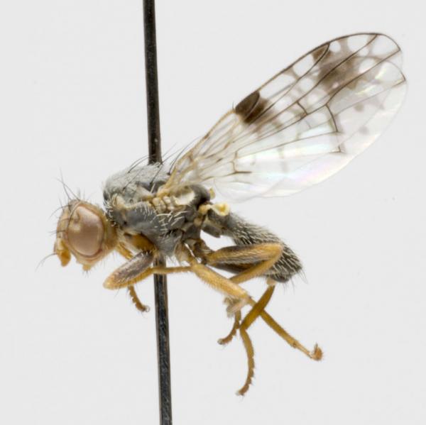 tephritis_angustipennis_m.jpg