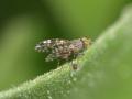 Click to view tephritisspblava220411_t1.jpg